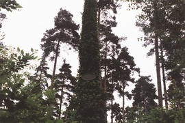 Photograph of section of sculpture Grove of Silence