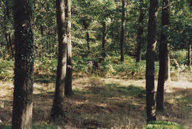 Photograph of sculpture Deer/ Searcher