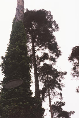 Photograph of section of sculpture Grove of Silence